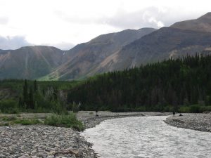 Cottonwood8