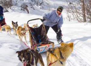 Dogsledding