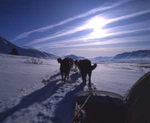 Dogsledding2
