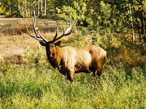 Elk1