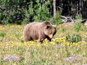 Grizzly