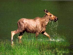 Moose