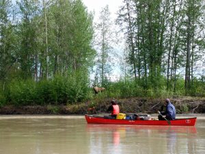 Moosecanoe