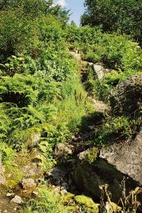 Trail