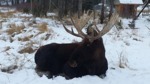 WildlifePreserve2