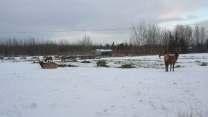 WildlifePreserve3