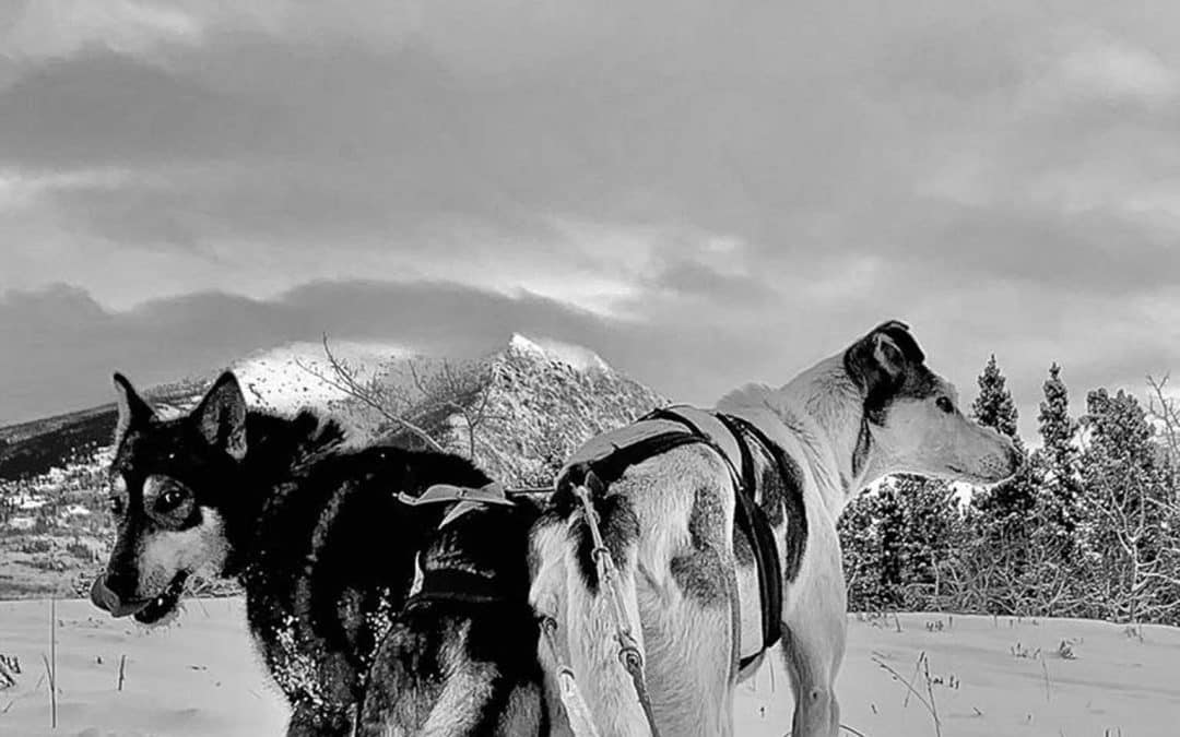 The Ultimate Dog Sledding Adventure!