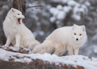 Yukon Wildlife Preserve Tour